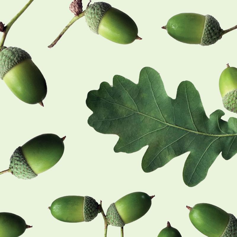 Image of acorns on a green background